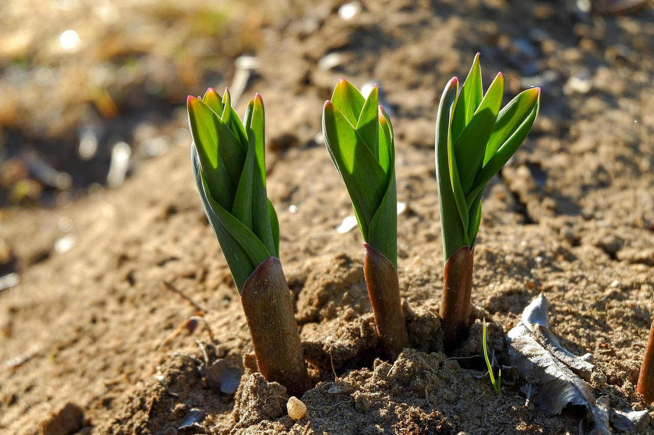 Immagine di un orto con piante appassite e attrezzi da giardinaggio, simbolo di errori nella coltivazione da evitare.